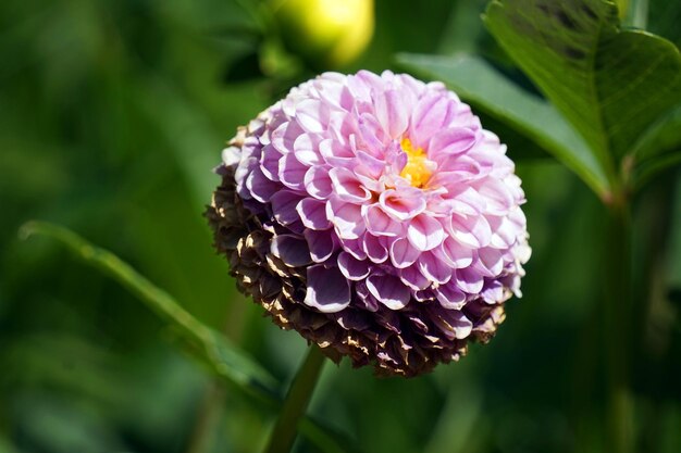 Flor perenne violeta en el jardín