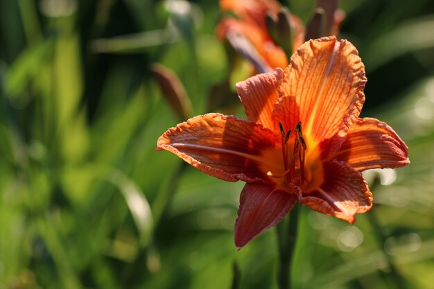 flor de pétalo de lirio