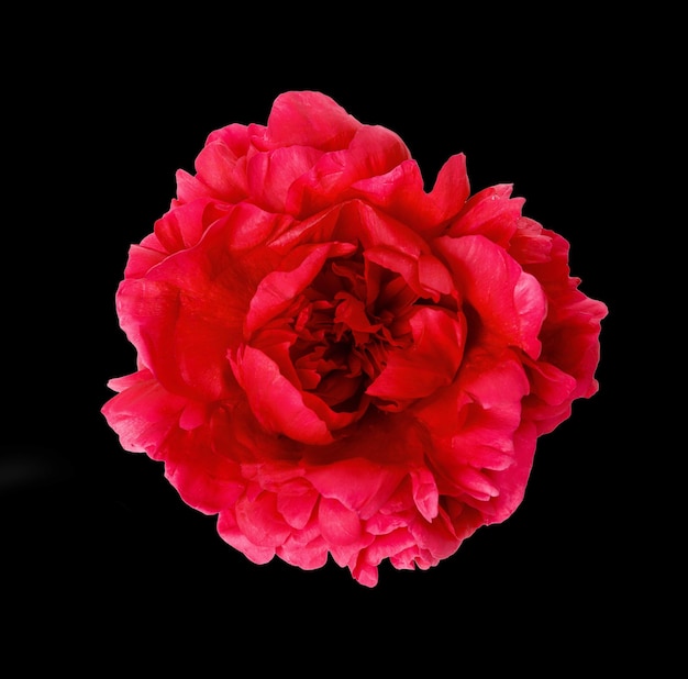 Flor y pétalo de peonía roja sobre fondo negro. Cumpleaños, madres, San Valentín, concepto del día de la boda.