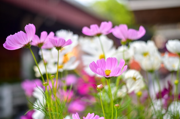 Flor de pétalo púrpura