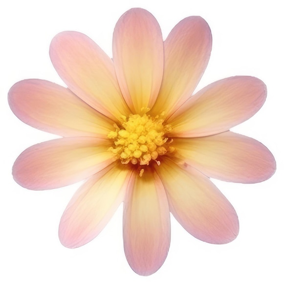 Una flor con pétalos amarillos y rosas.