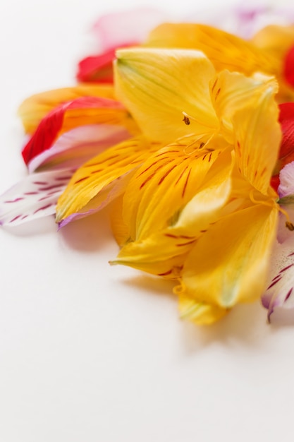 Foto flor con pétalos de colores.