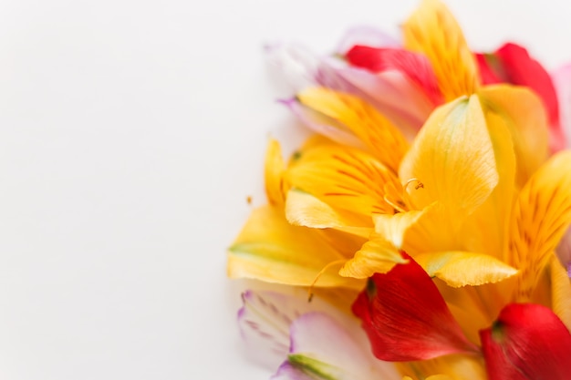 Foto flor con pétalos de colores.