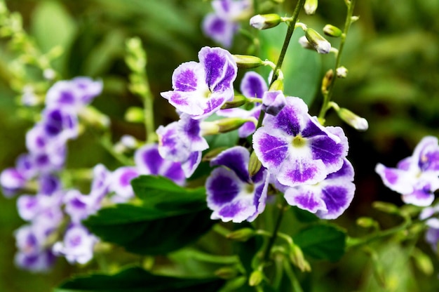 Flor con pétalos morados rodeada de blanco con naturaleza verde borrosa en el fondo