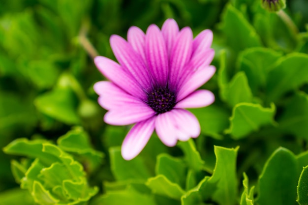 Flor con pétalos de rosa y violeta rodeada de hojas verdes.