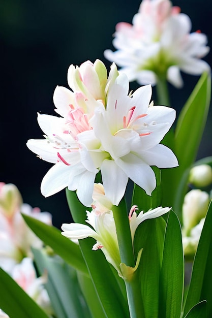 Foto una flor con pétalos rosados y blancos que tiene la palabra lirio en él
