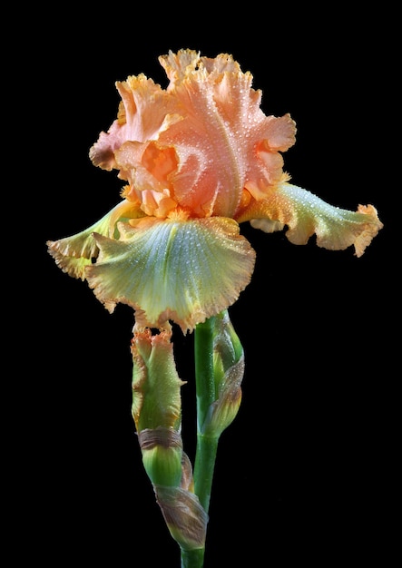 una flor con los pétalos verdes y amarillos