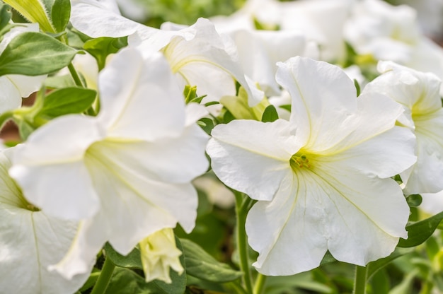 Flor de petunia blanca