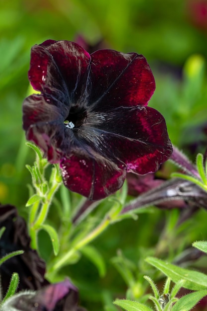 Flor de petunia roja oscura sobre un fondo verde en una fotografía macro de un día soleado