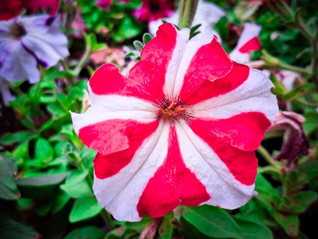 Flor de la petunia roja