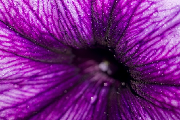 Flor de petunia