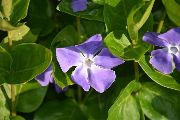 Foto flor de phlox bastante púrpura en un día de primavera