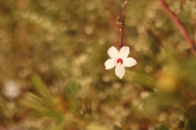 Flor de phlox de hoja larga