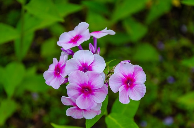 Flor phlox paniculada en el jardín.