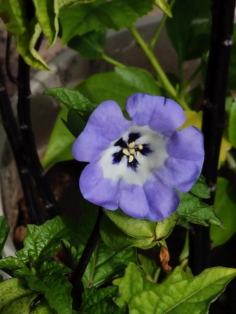 Flor de Physalis