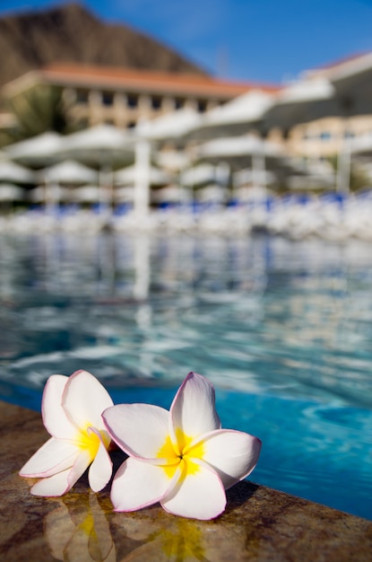 Flor en la piscina