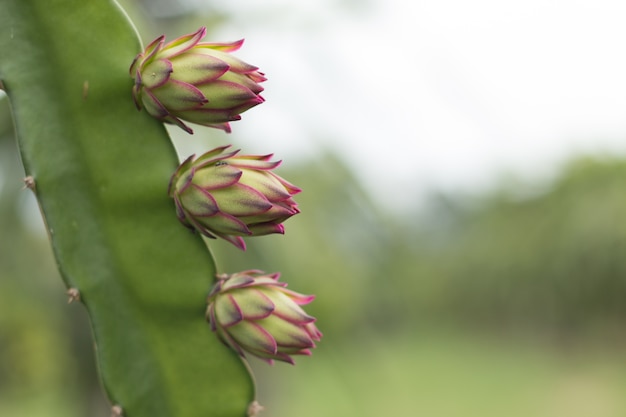 Flor de Pitahaya en la planta, árbol de Patahaya o árbol de la fruta del dragón en el campo de la agricultura, de cerca a la flor de pitahaya