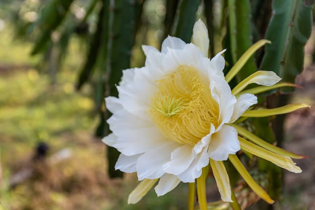 Una flor de pitaya con pétalos blancos y estambres amarillos en plena floración