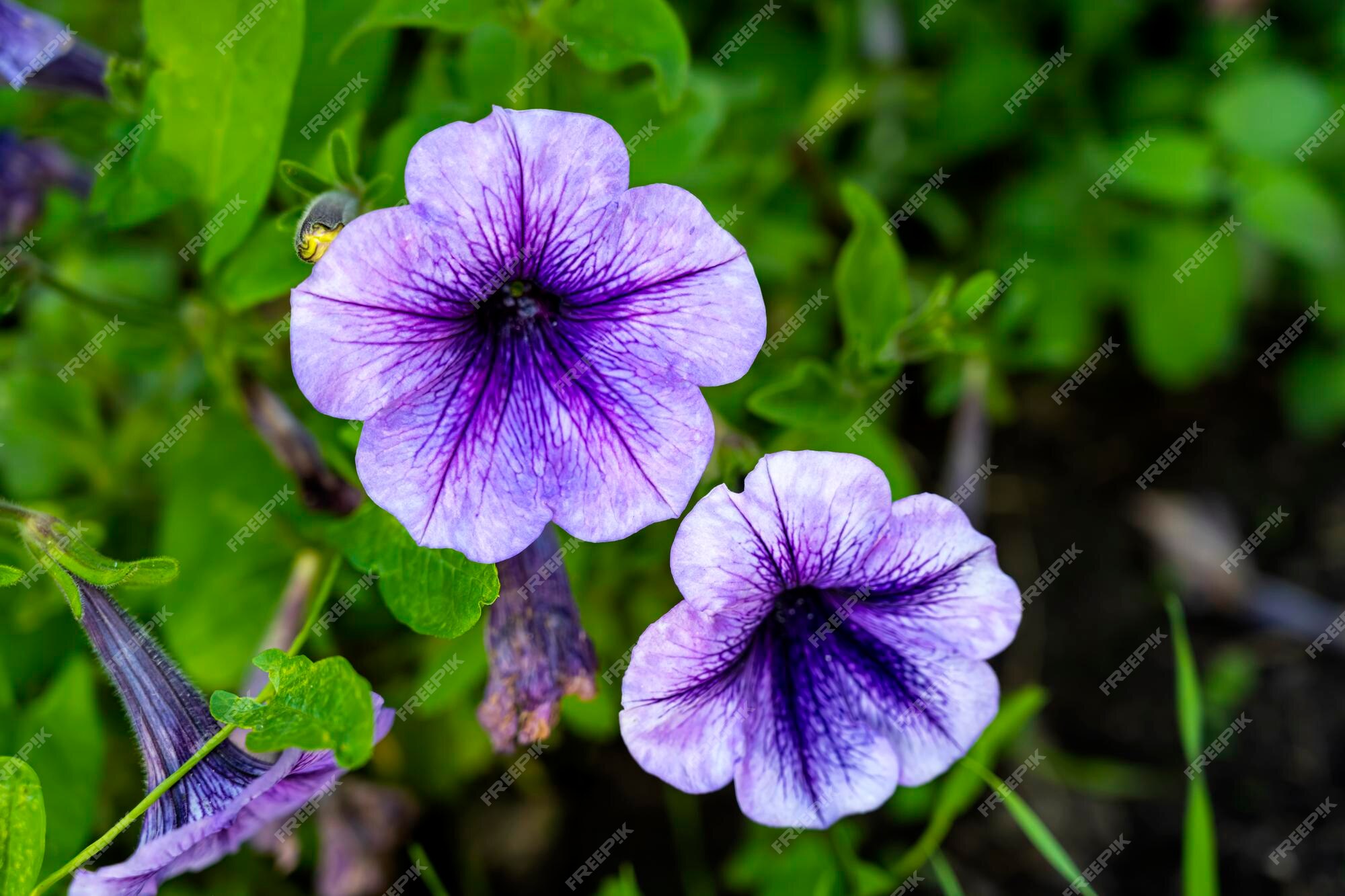 Flor pituna. petunia morada. hermosa pitunia | Foto Premium