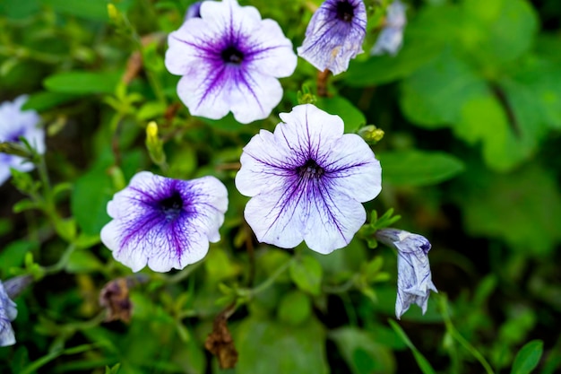 Flor pituna. Petunia morada. hermosa pitunia