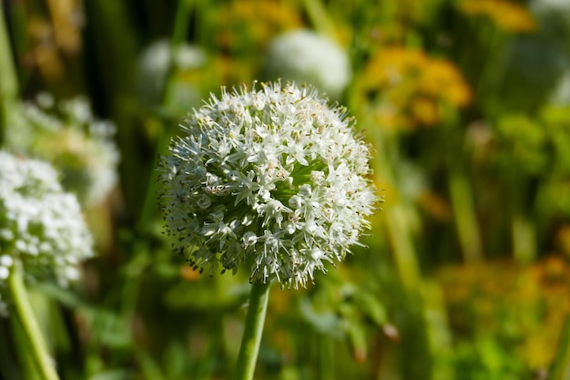 Flor de planta de cebollaplanta de cebolla de primer plano