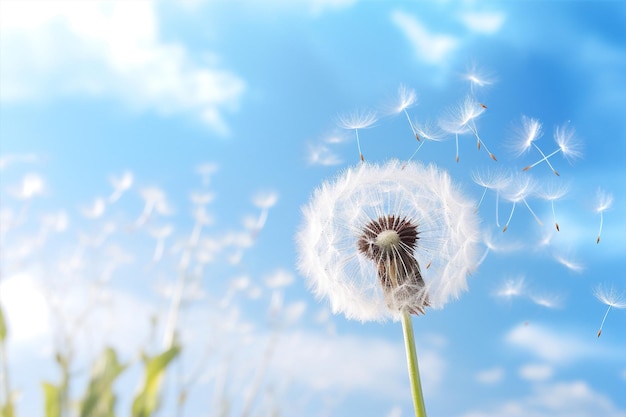 Flor planta cielo verano suavidad semillas naturaleza bola de aire diente de león primavera