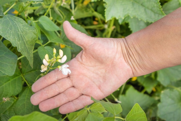 Flor de planta de frijol blanco en el jardín al aire libre de la mano de una granjera