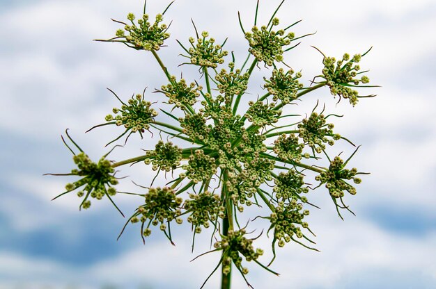 La flor de la planta de Heracleum contra un cielo nublado