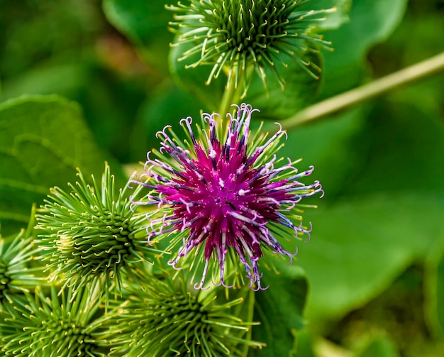 Flor de la planta herbácea bardana o bardana