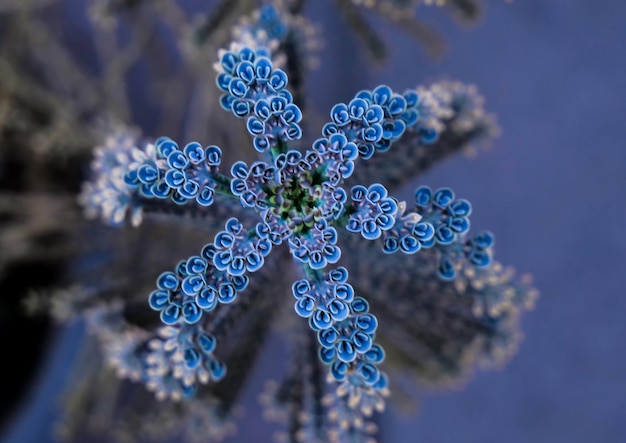 La flor de la planta de kalanchoe azul