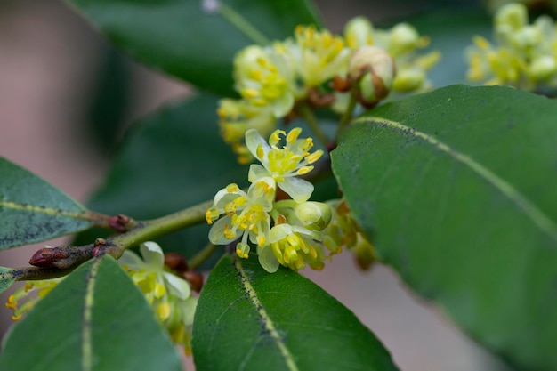 Flor de la planta Laurus nobilis Laurus azorica planta aromática y medicinal