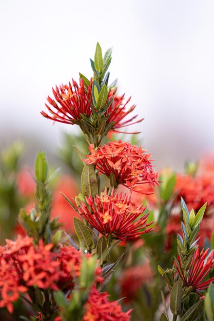 Foto flor de la planta de la llama roja de la selva del género ixora