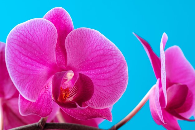 Flor de la planta de orquídea púrpura de cerca sobre la superficie azul