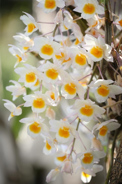 Flor de planta de orquídea salvaje blanca