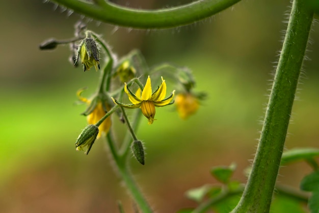 Foto flor de la planta de tomate