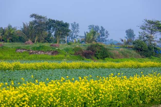 Foto flor de las plantas de mostaza en el paisaje invernal de bangladesh