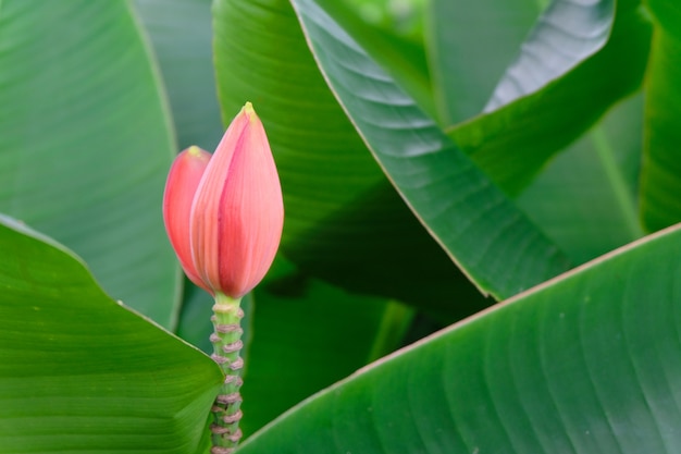 Flor de plátano en el árbol de plátano