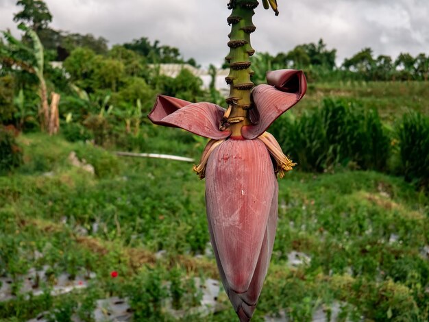 una flor de plátano en el jardín lista para ser tomada para ser utilizada como un plato adjunto en casa