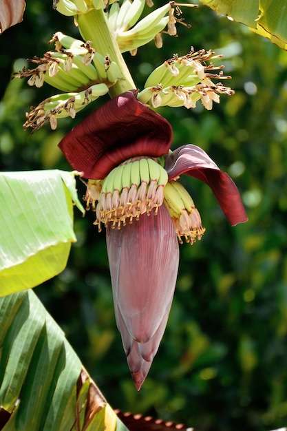 Flor de plátano joven con pequeños plátanos en un árbol de plátano