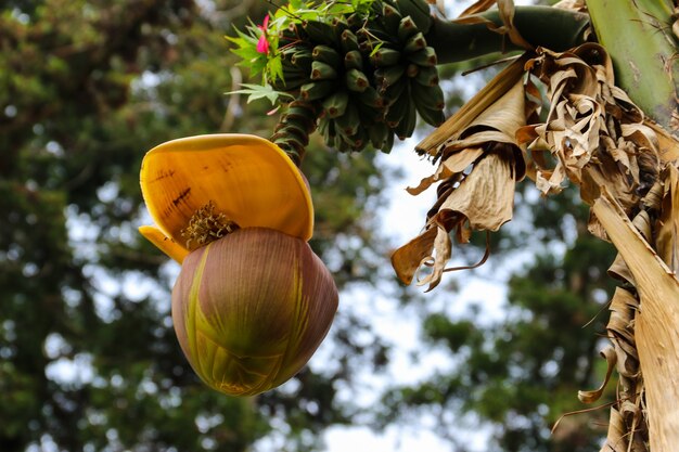 Foto flor de plátano y pequeños plátanos verdes que crecen en un árbol