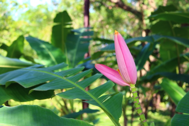 Flor de plátano rosa en el jardín