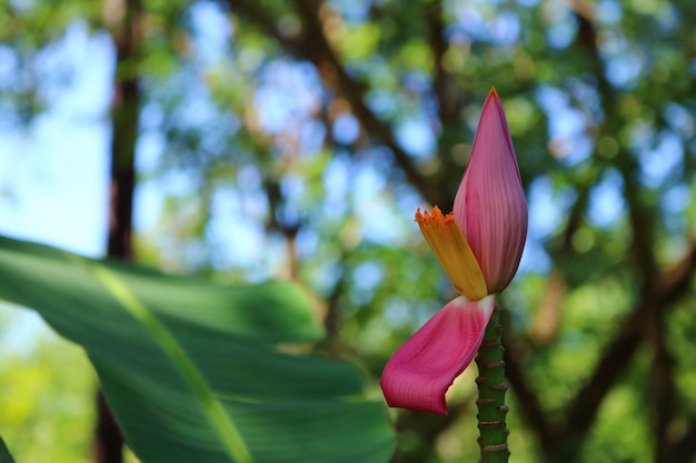 Flor de plátano rosa en el jardín