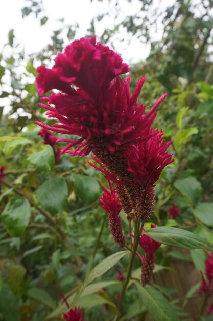 la flor del plátano