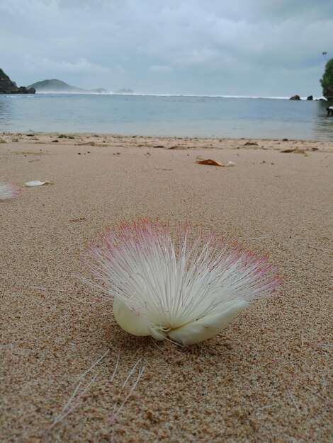 Una flor en la playa está sobre la arena.