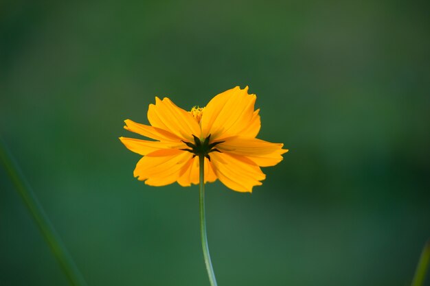 Flor en plena floración en el jardín en un día soleado