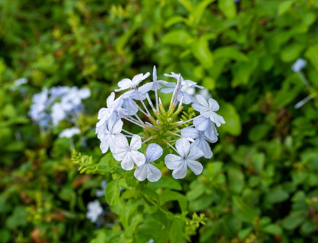 Flor de plomo indio o plomo escarlata en plena floración (Plumbago indica). Verde natural borroso