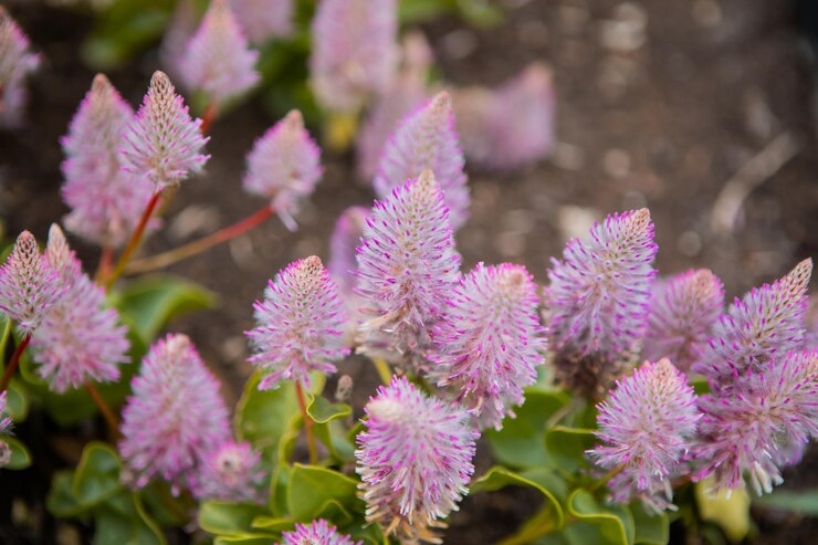 Flor de pluma de flamenco de cresta de gallo - Nombre latino - Celosia argentea var. Pluma de flamenco spicata