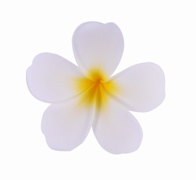 Flor de plumeria aislado sobre fondo blanco.