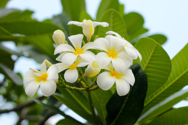 Flor de plumeria blanca en el árbol