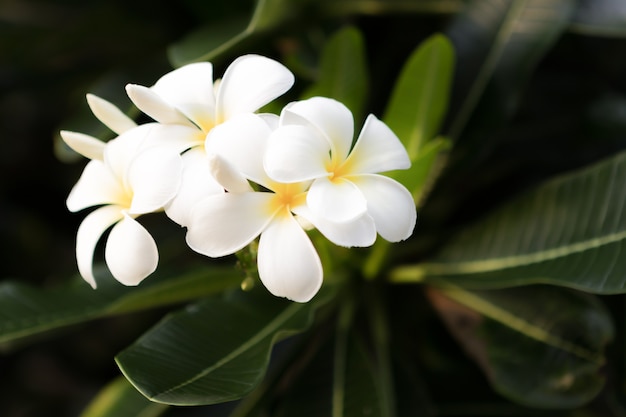 Flor de plumeria blanca con fondo de naturaleza de hoja verde